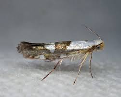 Attēlu rezultāti vaicājumam “Argyresthia pruniella”