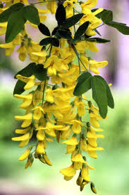 Attēlu rezultāti vaicājumam “Laburnum anagyroides”