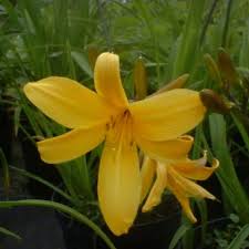 Attēlu rezultāti vaicājumam “Hemerocallis lilioasphodelus”