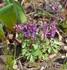 Attēlu rezultāti vaicājumam “Corydalis cava leaf”