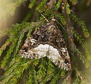 Attēlu rezultāti vaicājumam “Protodeltote pygarga”