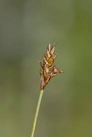 Attēlu rezultāti vaicājumam “Carex dioica male flower”