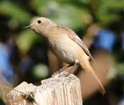 Attēlu rezultāti vaicājumam “Phoenicurus phoenicurus female”