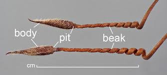 Attēlu rezultāti vaicājumam “Erodium cicutarium fruit”