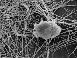 Attēlu rezultāti vaicājumam “Cinclidotus danubicus cells”