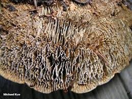 Attēlu rezultāti vaicājumam “Gloeophyllum sepiarium”