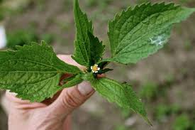 Attēlu rezultāti vaicājumam “Galinsoga quadriradiata flower”