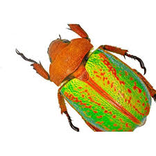 Attēlu rezultāti vaicājumam “Scarabaeidae”