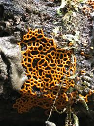 Attēlu rezultāti vaicājumam “Hemitrichia sordivesiculosa macro”