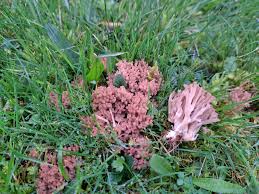 Attēlu rezultāti vaicājumam “Clavulina amethystina”