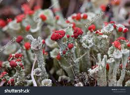 Attēlu rezultāti vaicājumam “Cladonia coccifera”