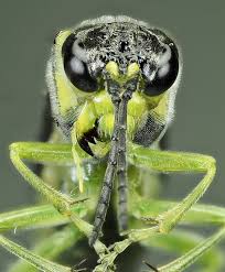 Attēlu rezultāti vaicājumam “Tenthredo campestris female”