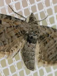 Attēlu rezultāti vaicājumam “Eupithecia exiguata”