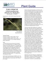 Attēlu rezultāti vaicājumam “Enteridium liceoides sessile”