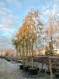 Attēlu rezultāti vaicājumam “Salix x sepulcralis”