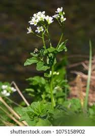 Attēlu rezultāti vaicājumam “Cardamine amara”