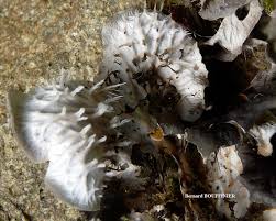 Attēlu rezultāti vaicājumam “Peltigera canina”