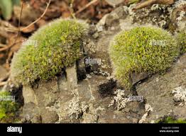 Attēlu rezultāti vaicājumam “Grimmia pulvinata sporophyte”
