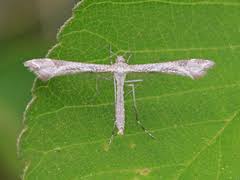 Attēlu rezultāti vaicājumam “Platyptilia sp.”