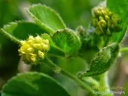 Attēlu rezultāti vaicājumam “Medicago lupulina”