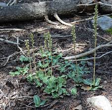 Attēlu rezultāti vaicājumam “Goodyera repens bud”