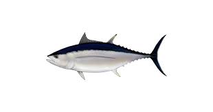 Image result for Thunnus alalunga