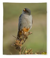 Image result for Falco vespertinus