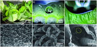 Attēlu rezultāti vaicājumam “Pistia stratiotes leaf”