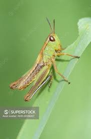 Attēlu rezultāti vaicājumam “Omocestus viridulus”