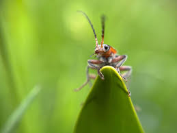 Attēlu rezultāti vaicājumam “Cantharis rustica”