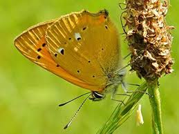 Attēlu rezultāti vaicājumam “Lycaena virgaureae”