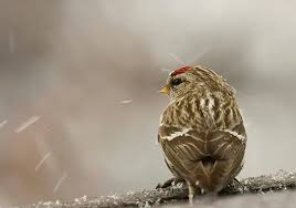 Attēlu rezultāti vaicājumam “Carduelis flammea male”