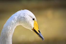 Image result for South Yorkshire Swans