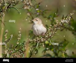 Attēlu rezultāti vaicājumam “Hippolais caligata adult”