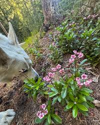 Attēlu rezultāti vaicājumam “Chimaphila umbellata flower”