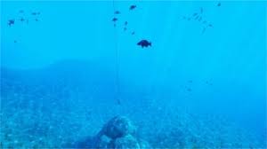 Image result for 3D Diving Club
