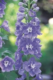 Attēlu rezultāti vaicājumam “Delphinium elatum”