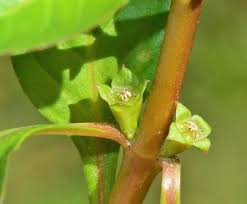 Attēlu rezultāti vaicājumam “Euphorbia palustris fruit”