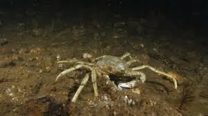 Image result for Hyas coarctatus