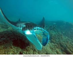 Image result for Mobula alfredi