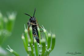 Attēlu rezultāti vaicājumam “Arge ustulata”