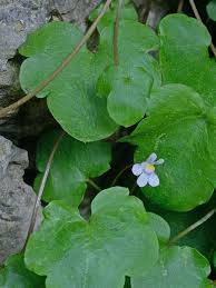 Attēlu rezultāti vaicājumam “Cymbalaria muralis leaf”