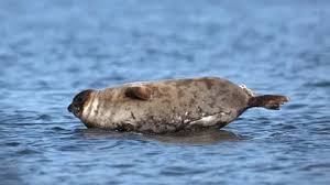 Image result for Pusa hispida