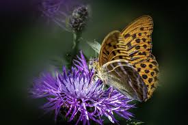Attēlu rezultāti vaicājumam “Argynnis paphia larva”