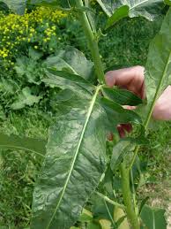 Attēlu rezultāti vaicājumam “Bunias orientalis flower”