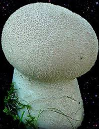 Attēlu rezultāti vaicājumam “Calvatia excipuliformis”