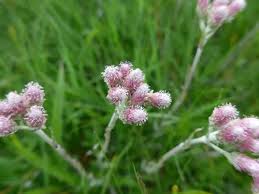 Attēlu rezultāti vaicājumam “Antennaria dioica fruit”