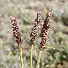 Attēlu rezultāti vaicājumam “Carex viridula flower”