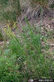 Attēlu rezultāti vaicājumam “Artemisia campestris bud”