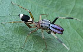 Attēlu rezultāti vaicājumam “Ceruchus chrysomelinus larva”